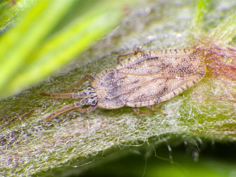 Tingis (Tingis) crispata (Herrich-Schäffer, 1838)